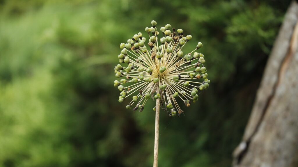 garlic