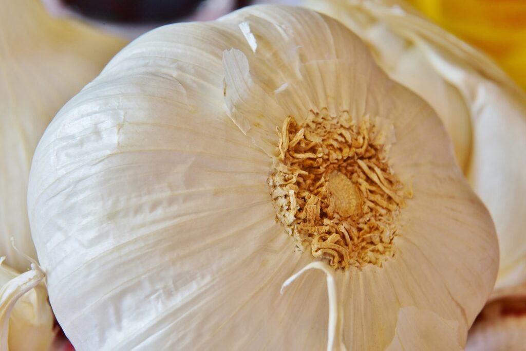 garlic